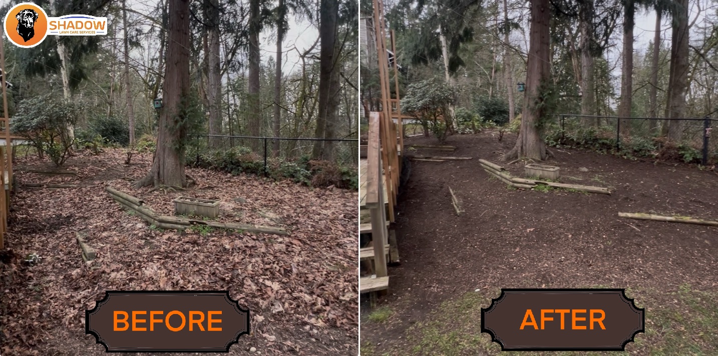 Before and after leaf cleanup by Shadow Lawn Care in Woodinville, WA